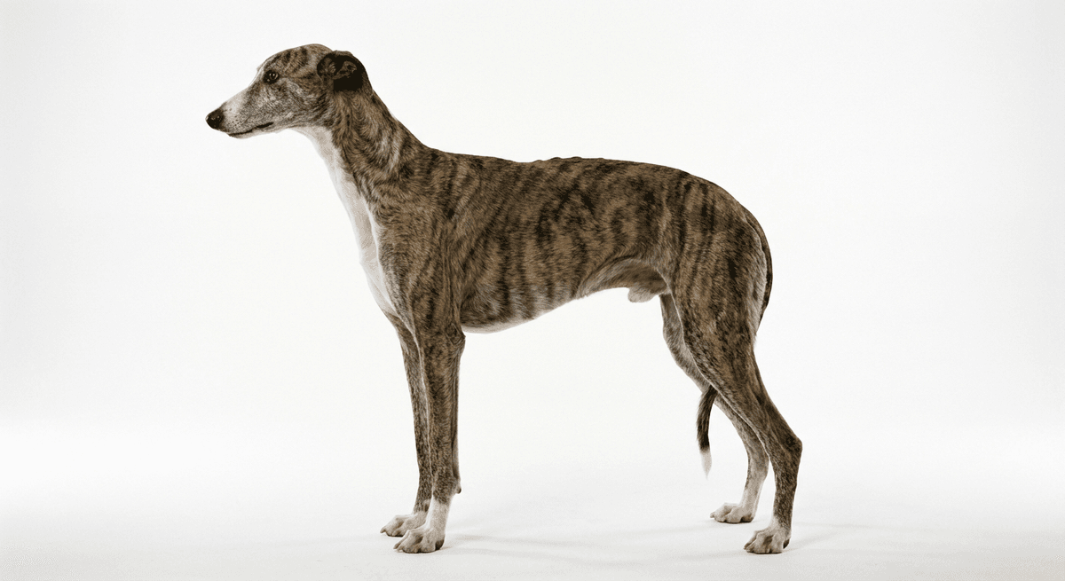 西班牙靈緹犬（Spanish Greyhound）