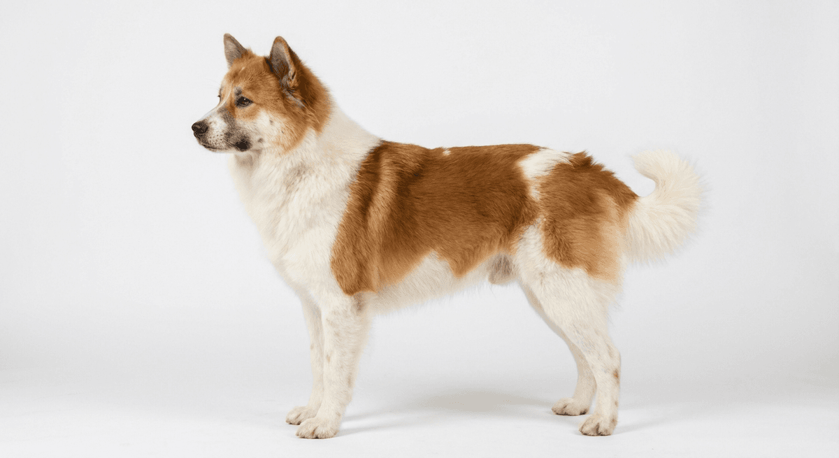 泰國邦凱犬（Thai Bangkaew Dog）