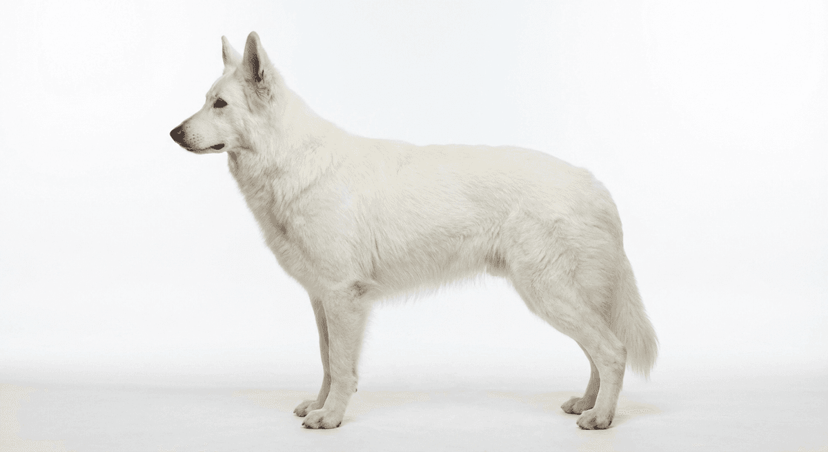 白色瑞士牧羊犬（White Swiss Shepherd Dog）