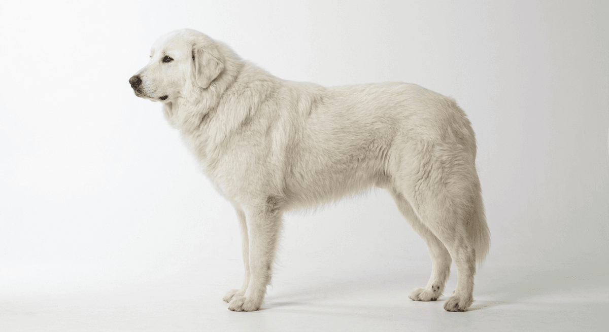 馬瑞瑪牧羊犬(Abruzzes and Maremma Shepherd Dog)