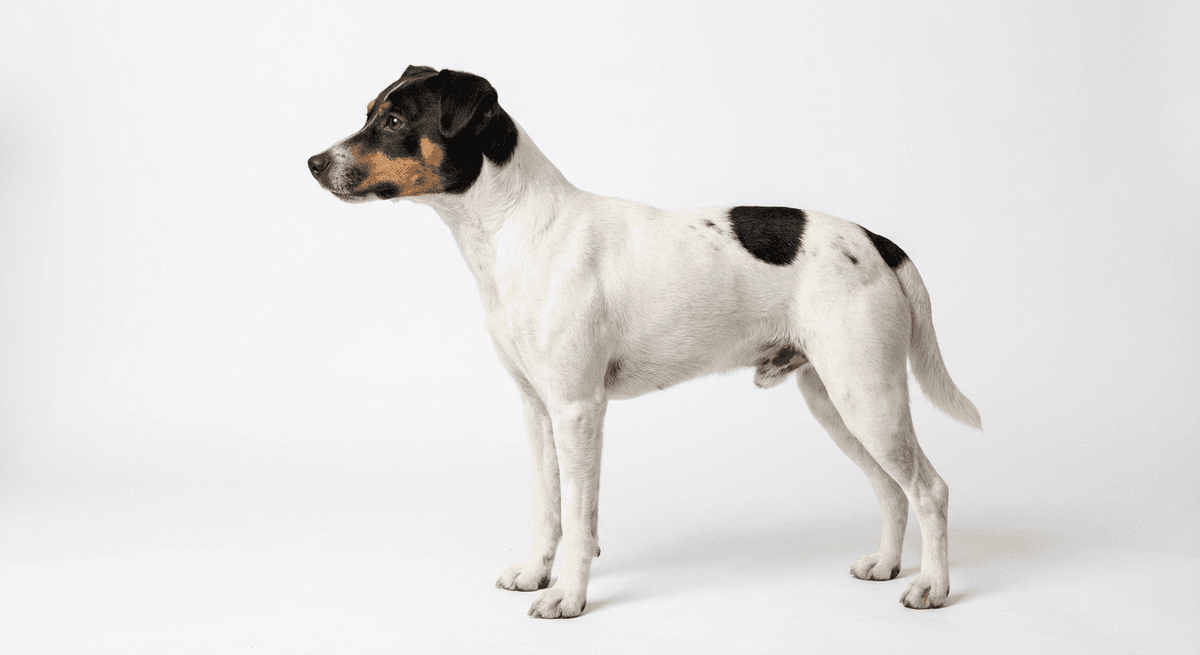 安達盧西亞㹴(Andalusian Terrier)