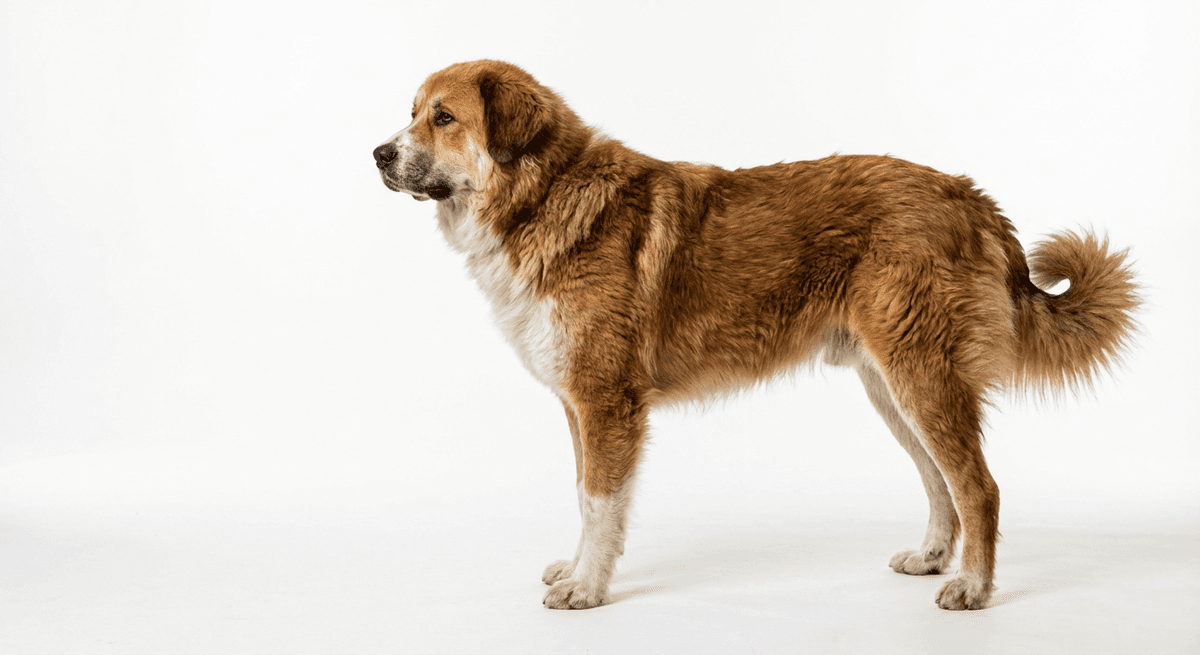 阿特拉斯山犬(Chien de Montagne de L'atlas)
