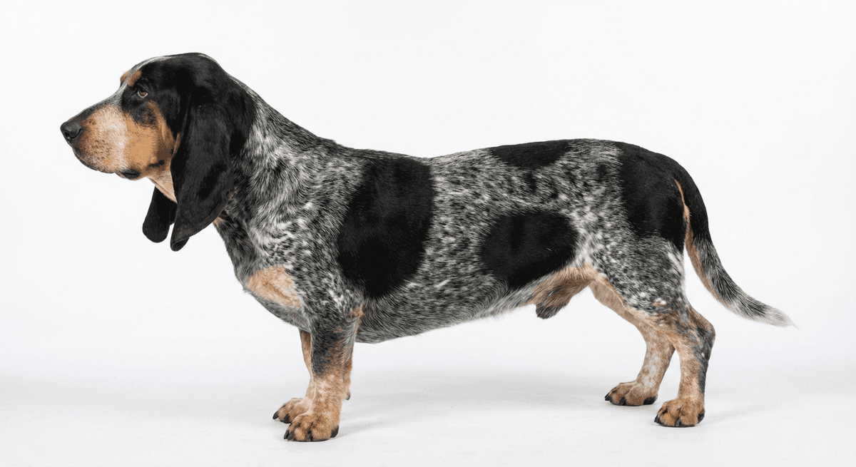 藍色加斯科涅巴吉度犬(Blue Gascony Basset)