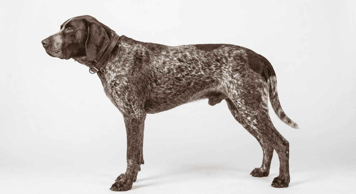 布爾戈斯指示犬(Burgos Pointing Dog)