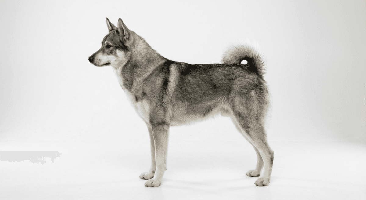 東西伯利亞萊卡犬(East Siberian Laika)