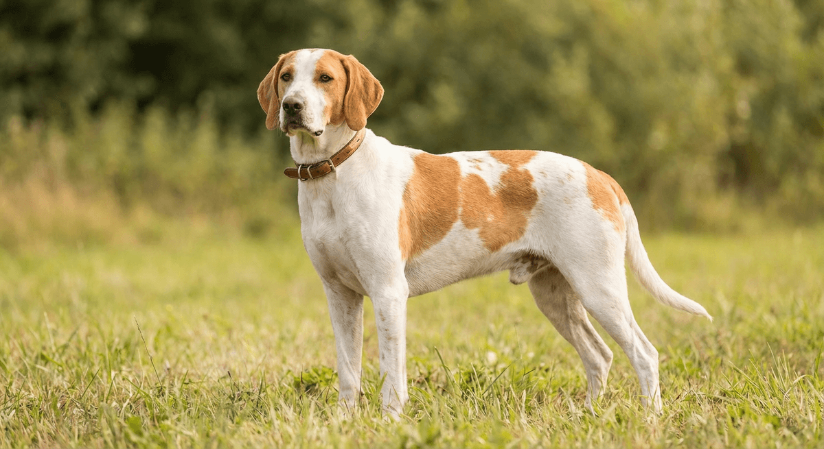 法國白橘獵犬(French White and Orange Hound)