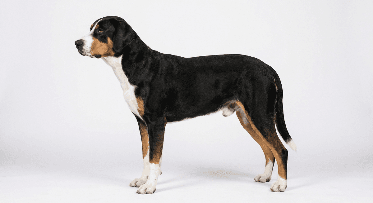 哈爾登獵犬(Halden Hound)