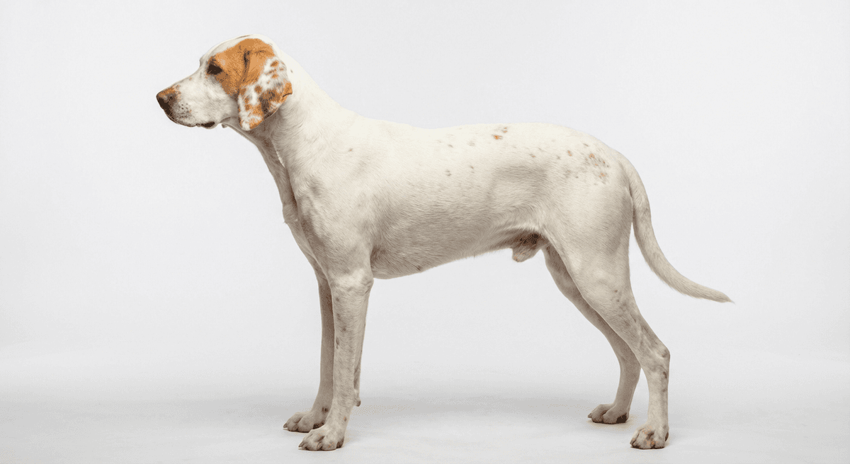 伊斯特里亞短毛獵犬(Istrian Short-haired Hound)