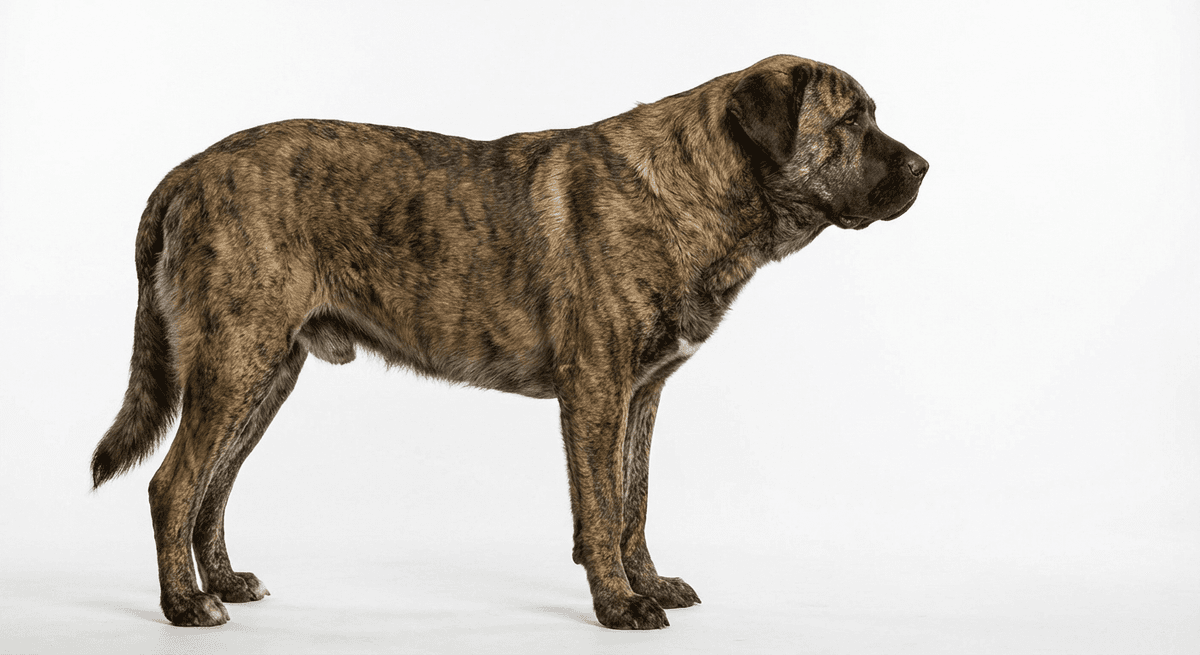 蘭西爾犬(歐陸型)(Europäisch-kontinentaler Typ)