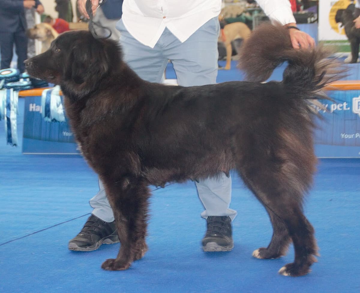 馬其頓牧羊犬(Macedonian Shepherd Dog - Karaman)