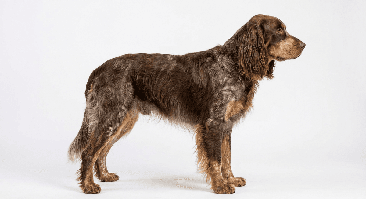 皮卡迪獵犬(Picardy Spaniel)