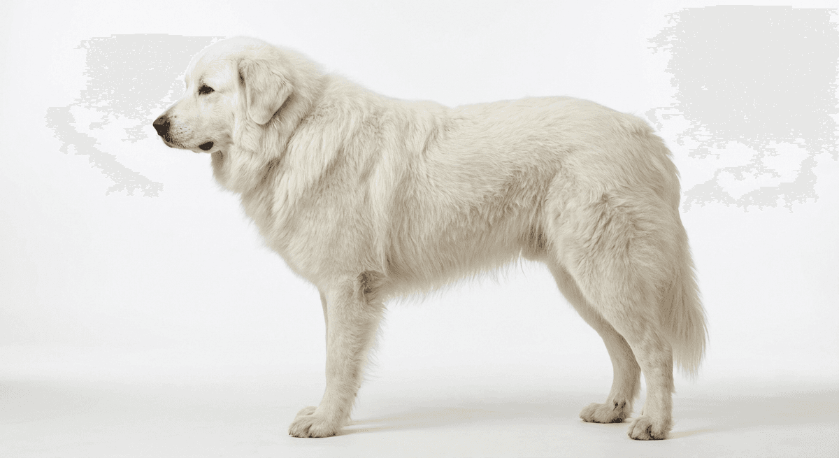 波蘭塔特拉牧羊犬(Polish Tatra Shepherd)
