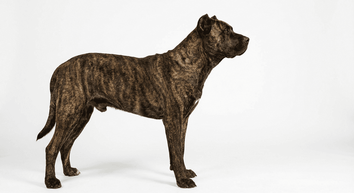 聖米格爾牧牛犬(Saint Miguel Cattle Dog)