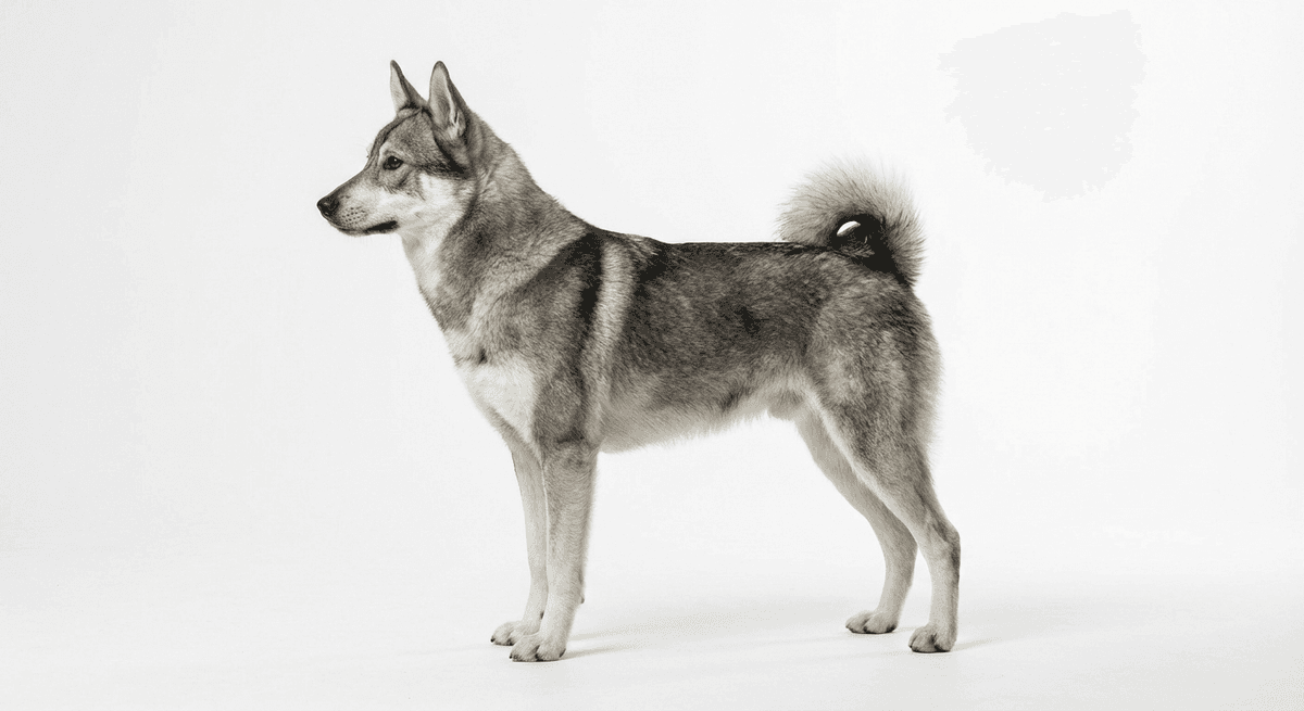 西西伯利亞萊卡犬(West Siberian Laika)
