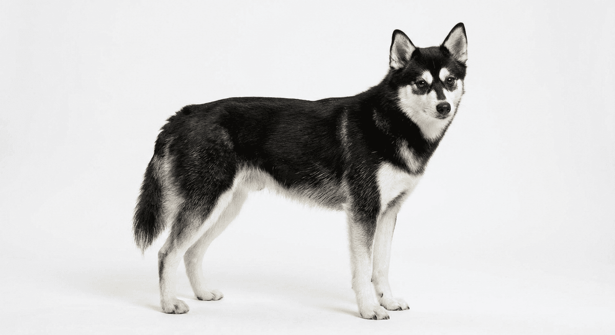 阿拉斯加克利凱犬 黑白色
