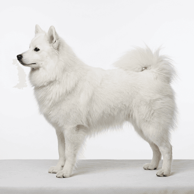 美國愛斯基摩犬 白色