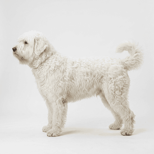 特塞拉鬍鬚犬 白色
