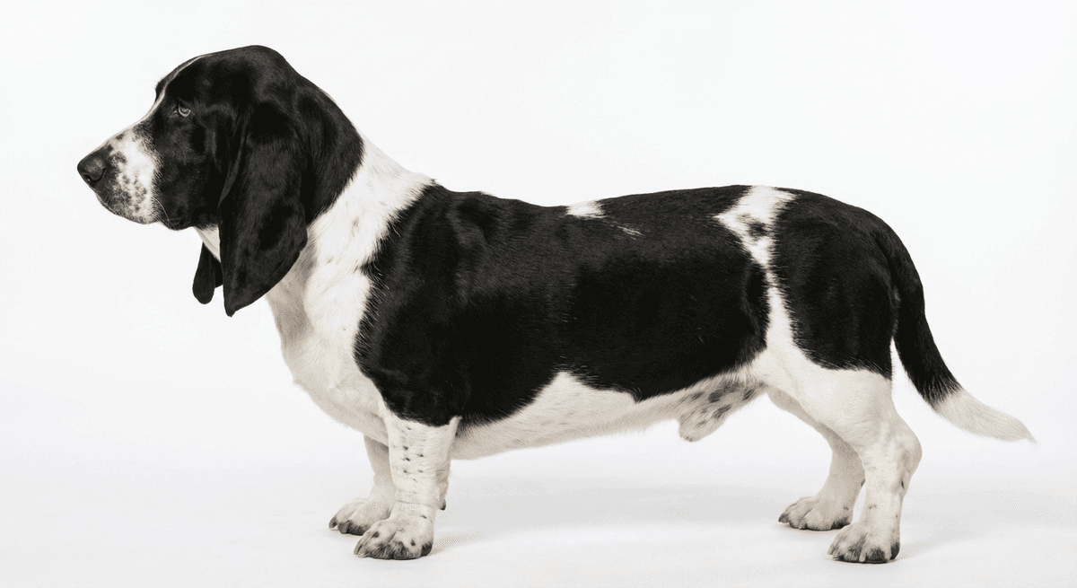 巴吉度獵犬 黑白色
