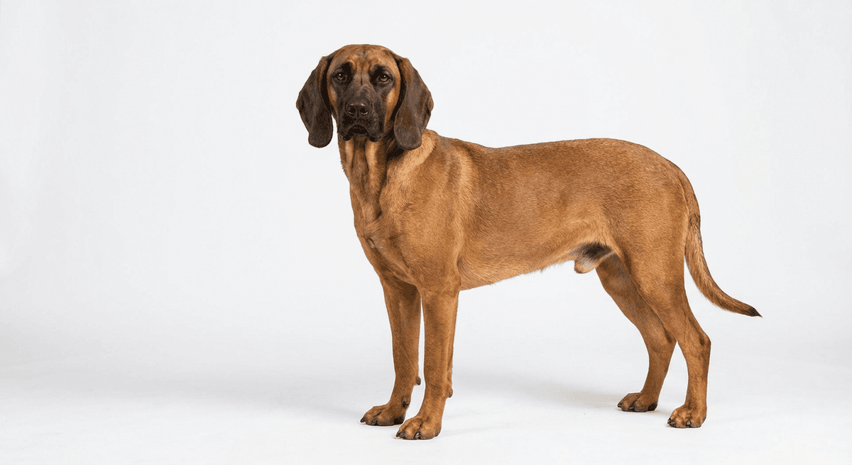 巴伐利亞山地獵犬 黃褐色