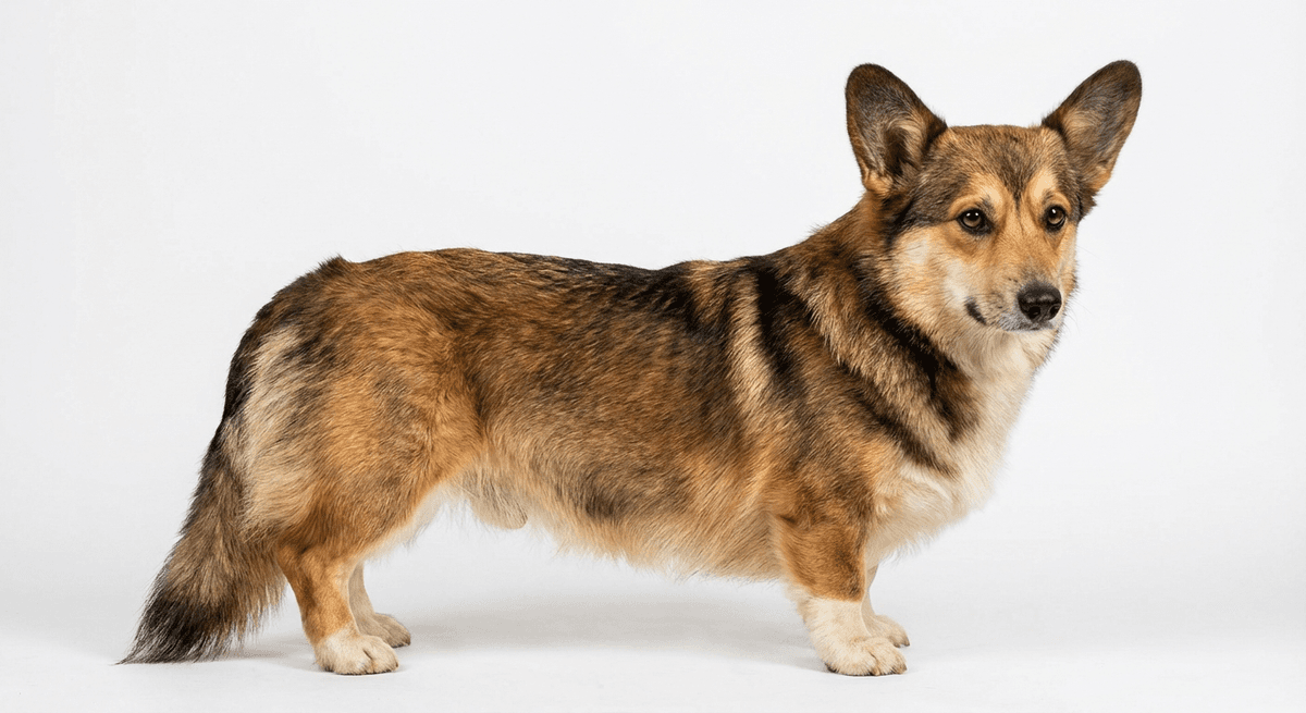 卡迪根威爾斯柯基犬 黑貂色