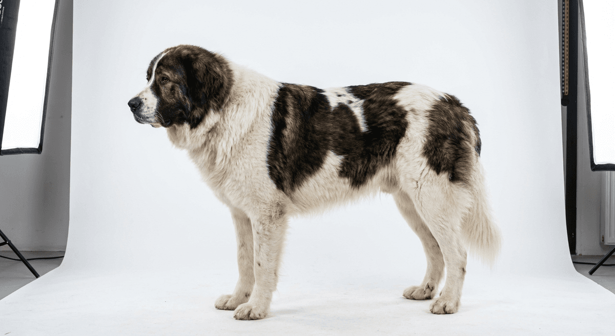 高加索牧羊犬 piebald