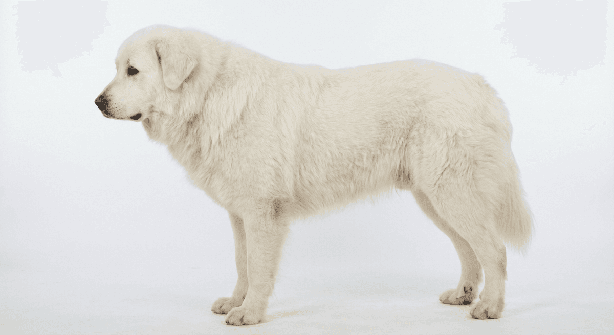高加索牧羊犬 白色