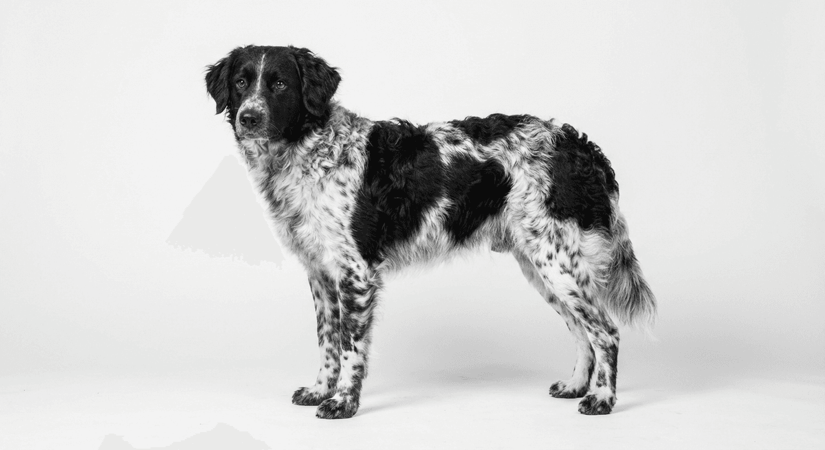 克羅埃西亞牧羊犬 黑白色