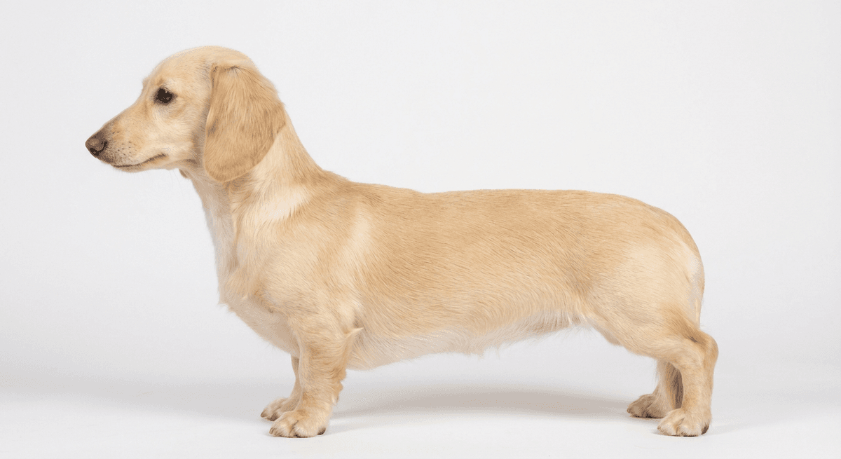 兔型臘腸犬 奶油色