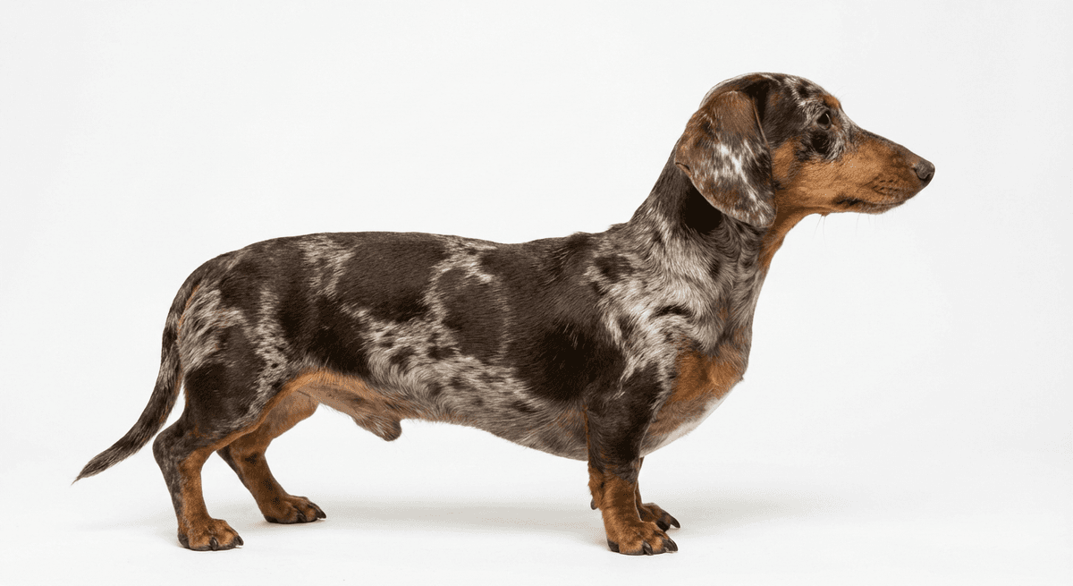 迷你臘腸犬 dapple