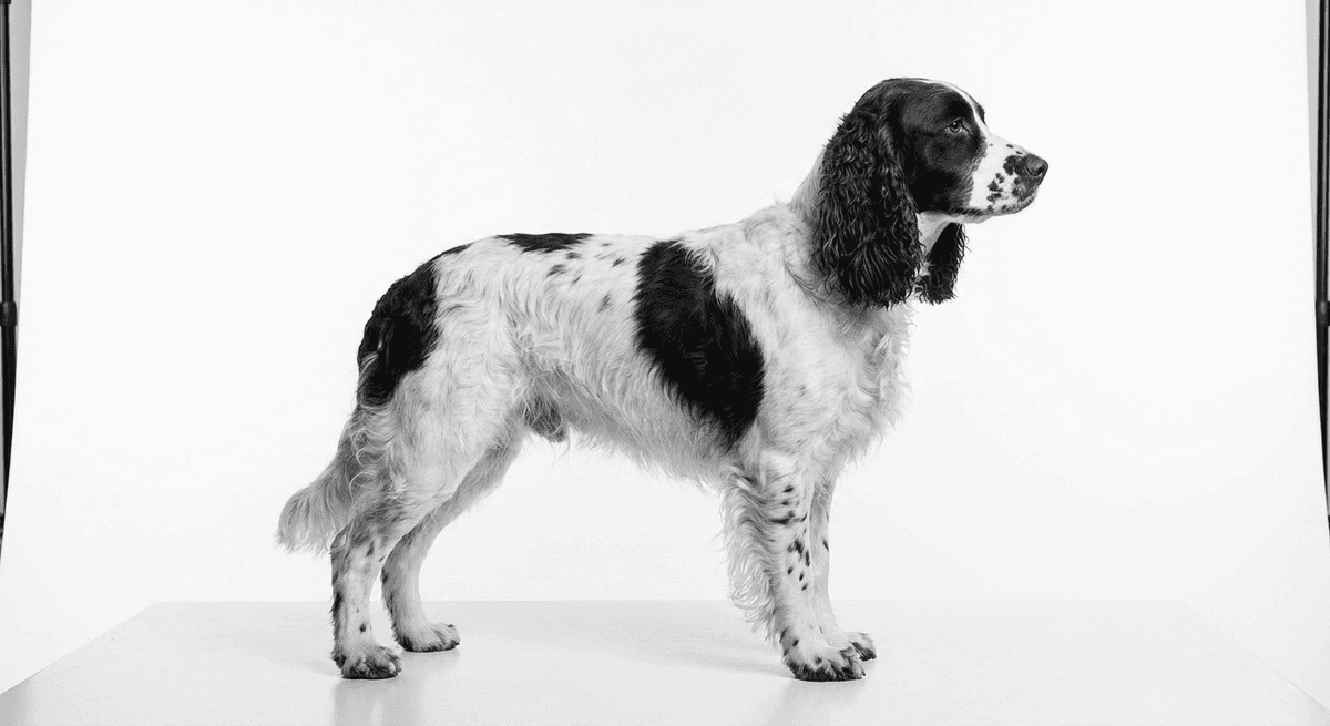 英國史賓格犬 黑白色