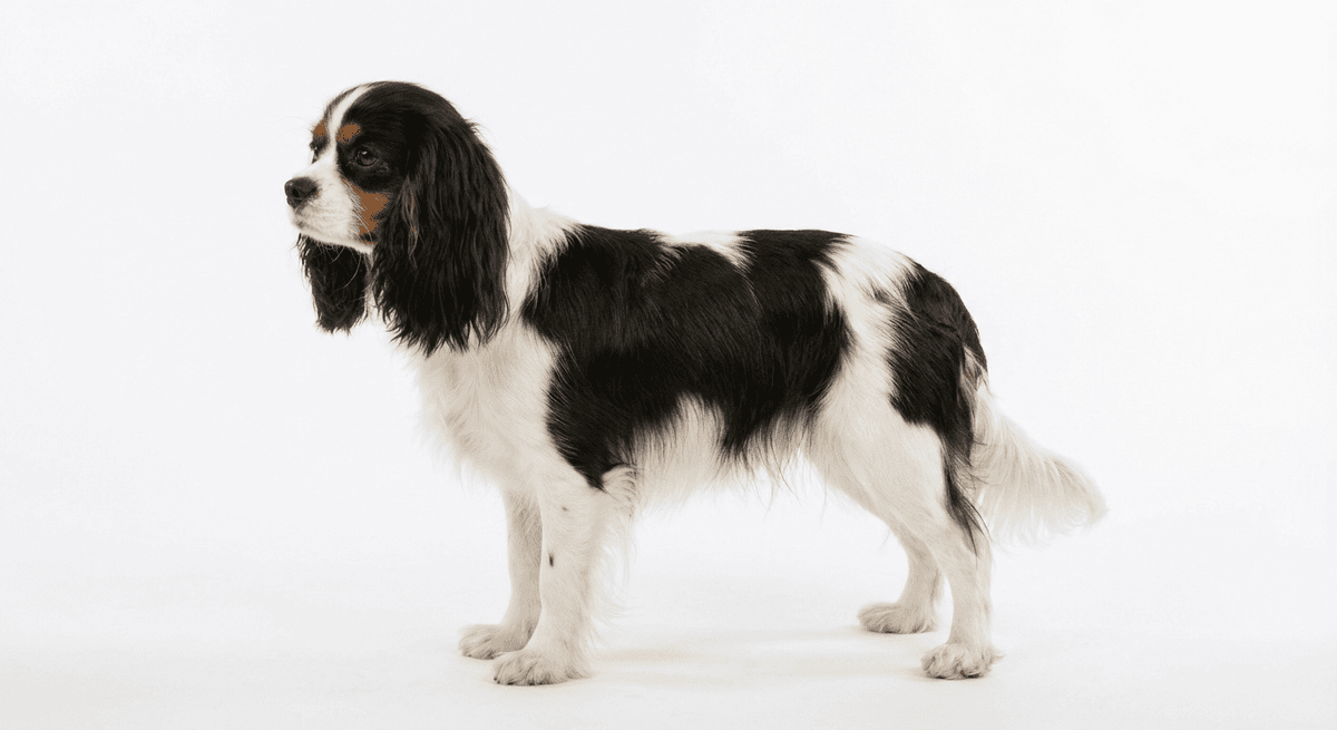 英國玩具獵犬 prince/charles