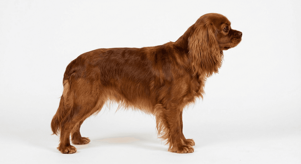 英國玩具獵犬 紅寶石色
