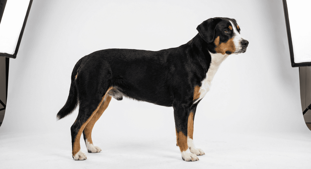 恩特布赫山犬 三色