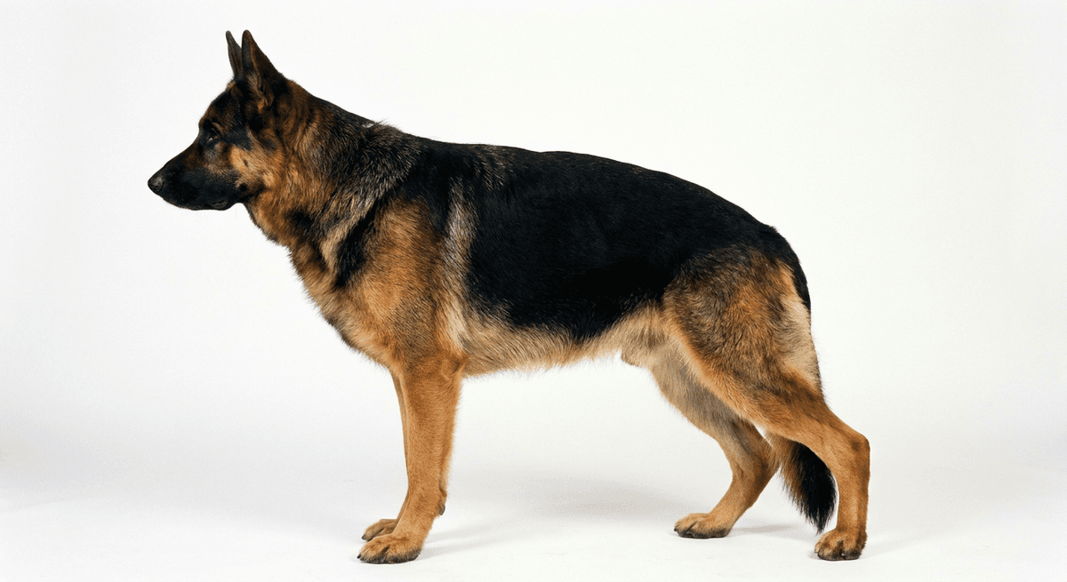 德國牧羊犬 黑棕色