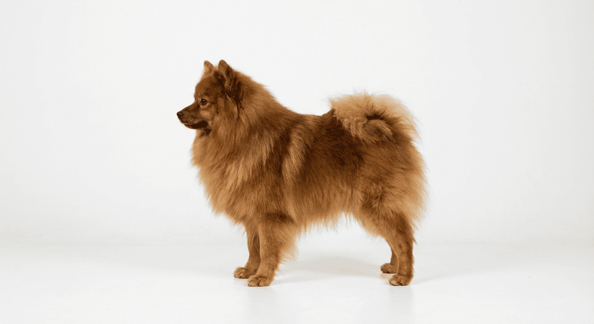 大型德國狐狸犬 棕色
