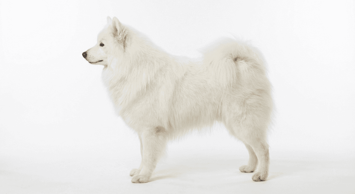 大型德國狐狸犬 白色