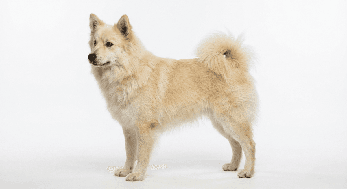 冰島牧羊犬 奶油色