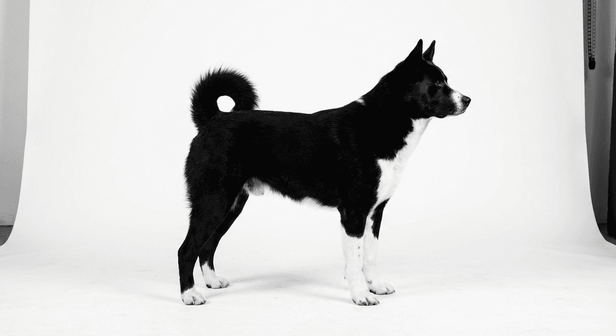 卡累利阿熊犬 黑白色