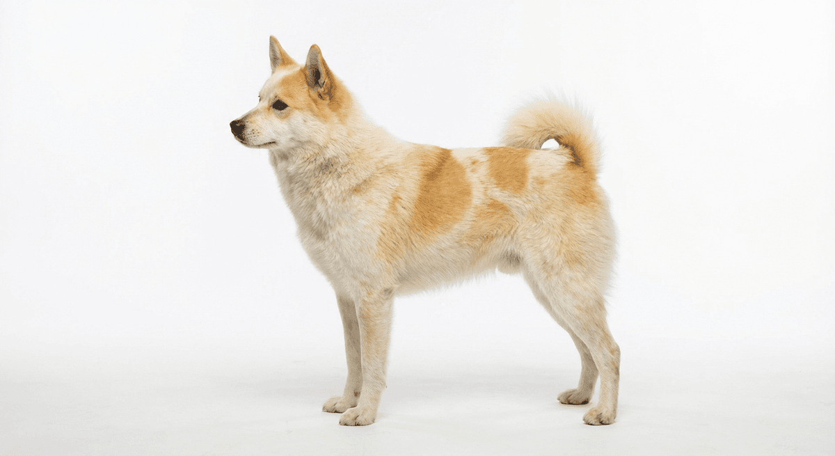 北博滕狐狸犬 白色/黃色