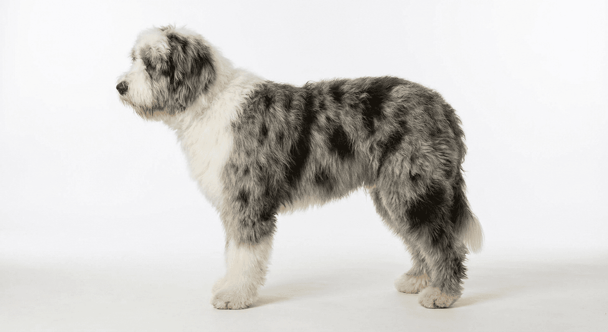 古代英國牧羊犬 藍色大理石