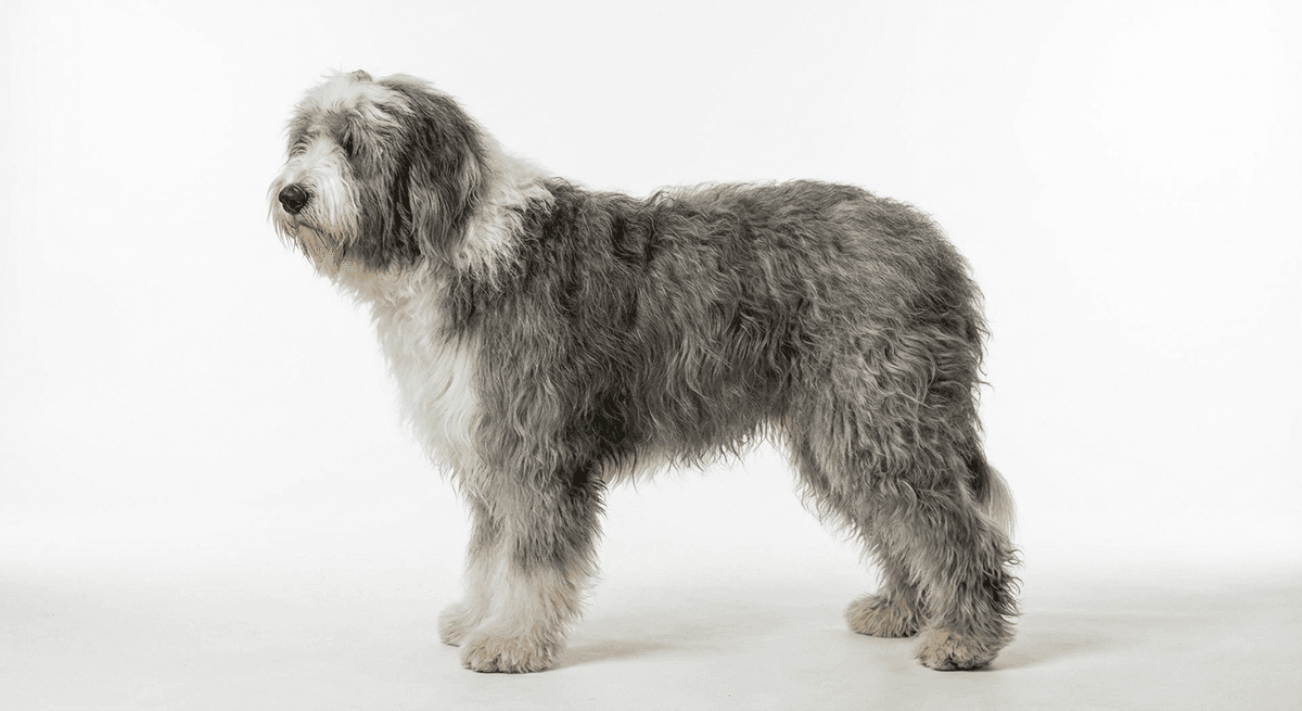古代英國牧羊犬 灰色
