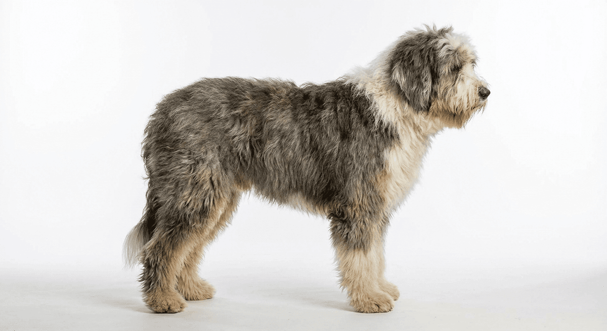 古代英國牧羊犬 grizzle