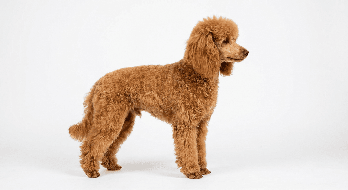 迷你貴賓犬 杏色