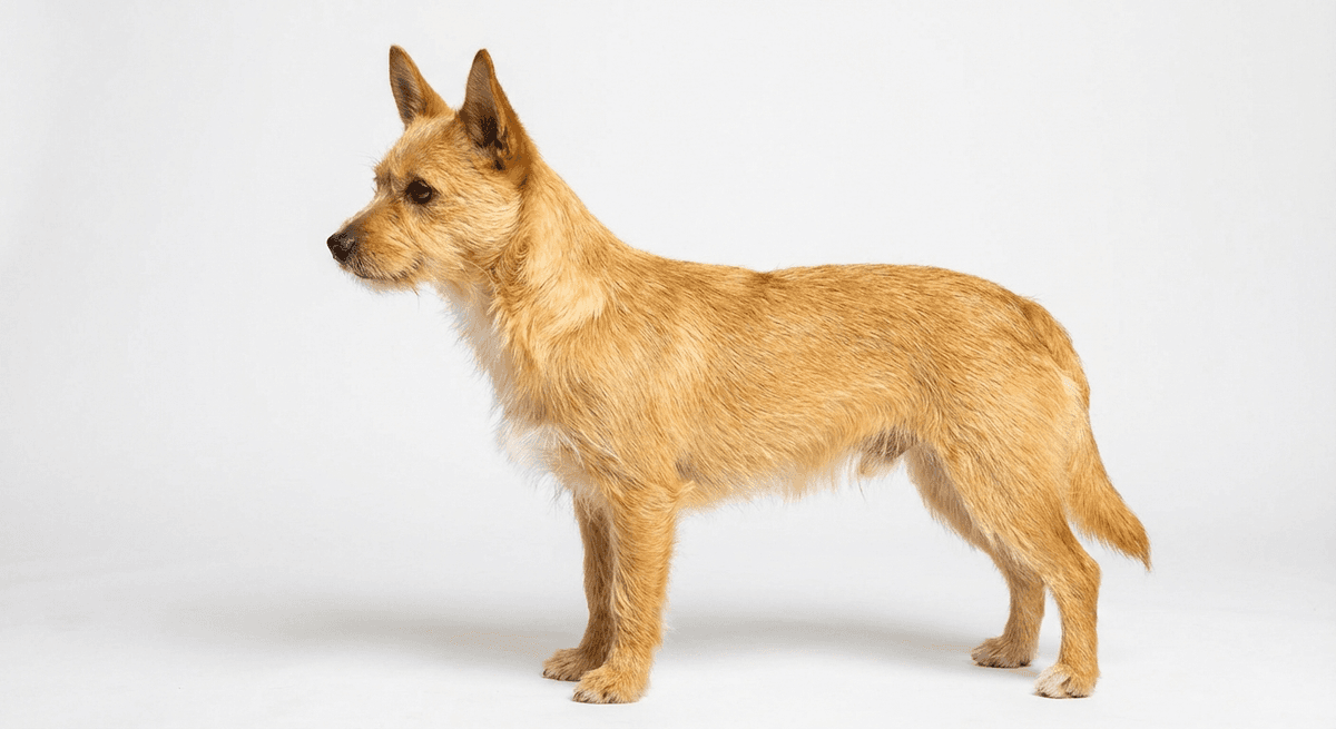 小型葡萄牙波登可犬 黃色