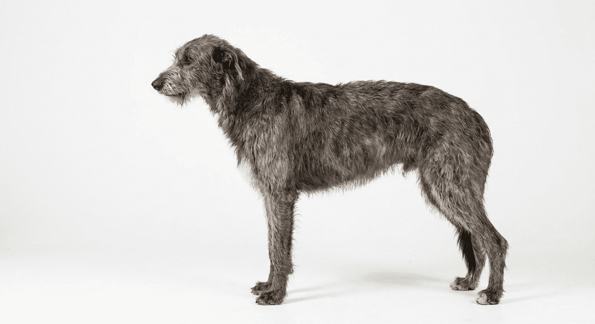 蘇格蘭獵鹿犬 藍色/灰色
