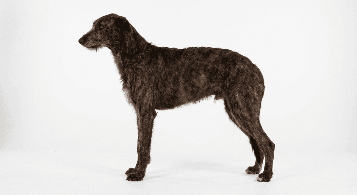 蘇格蘭獵鹿犬 虎斑色