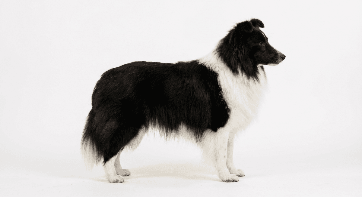 喜樂蒂牧羊犬 黑白色