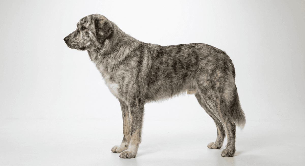 斯洛伐克硬毛指示犬 灰色/roan