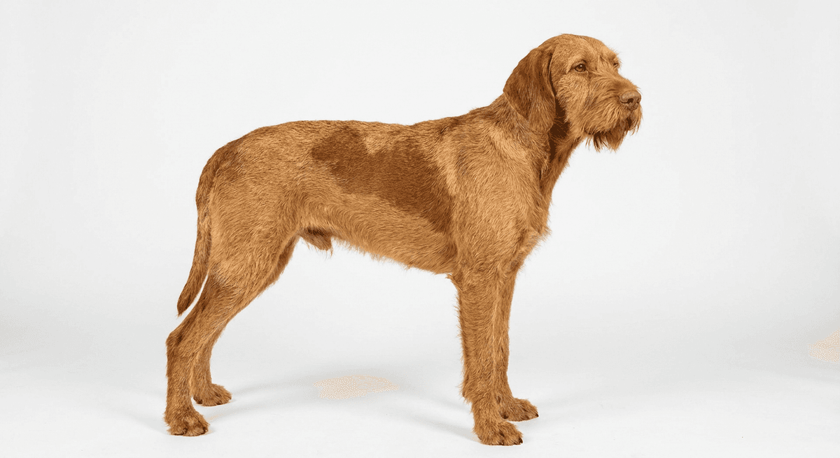 剛毛維茲拉犬 golden/鐵鏽色