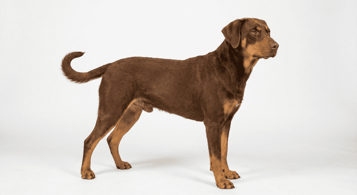 奧地利黑褐獵犬(Vieräugl)